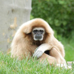 Gibbon