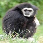 Gibbon