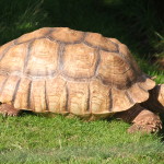 African tortoise fiona (2)