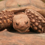 African tortoise fiona (3)