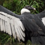Andean Condor