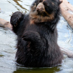 BEAR  (2)