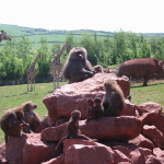 Baboon troop