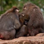 Baboons
