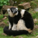 Belted Ruffed Lemur 7