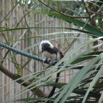 COTTON TOPPED TAMARIN Craig & jennie kempson e  (4)
