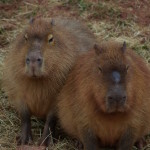 Capybara