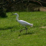 EGRET