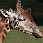 GIRAFFES FIONA MAIN