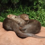 Giant Otter