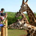 Giraffe Group 36