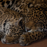 Jaguar-14