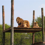 Lion 8