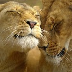 Lioness
