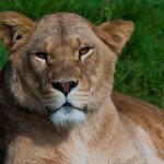 Lioness  Andy Stephenson (2)