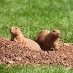 Marmot (3)