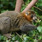 Mongoose Lemur 3