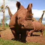 RHINO  MAIN MAIN