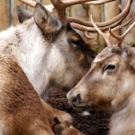 reindeer