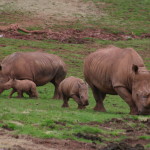 Rhino (2)