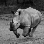 Rhino1