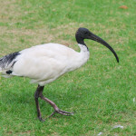 Sacred Ibis_2858
