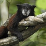 SaddleBack_Tamarin_Pacaya_Samiria_National_Park_Peru