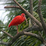 Scarlet Ibis