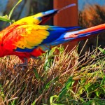 Scarlet Macaw