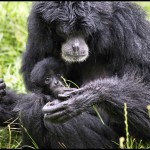 Siamang main