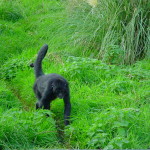 Spider Monkey 2