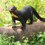 Tayra