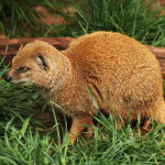 Yellow mongoose jayne king(6)