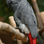 african grey parrot