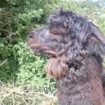 alpaca Melanie Bennett