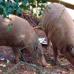 babirusa