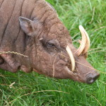 babirusa  MAIN