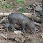 babirusa baby april 2012