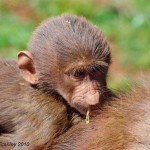 baboon Christopher Stanley