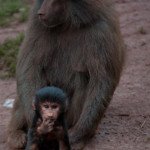 baboon; andy stephenson