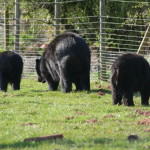 bear Barbara Topping