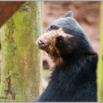 bear Mandy Mann