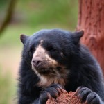 bear Rachel Broadbent