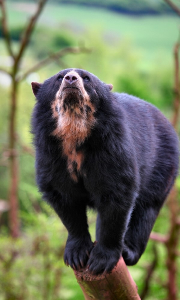 bear WON-David Parry-MAIN