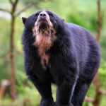 bear WON-David Parry-MAIN