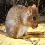 brush tailed bettong