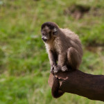 capuchin Andrew Stephenson