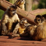 capuchin  MAIN