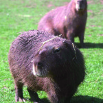 capybara (2)