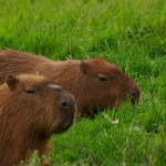 capybara (3)